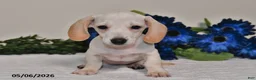 Miniature Dachshund dogs for sale: Izzy - Ad 5