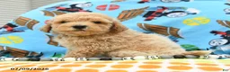Bichpoo dogs for sale: Chief - Ad 2