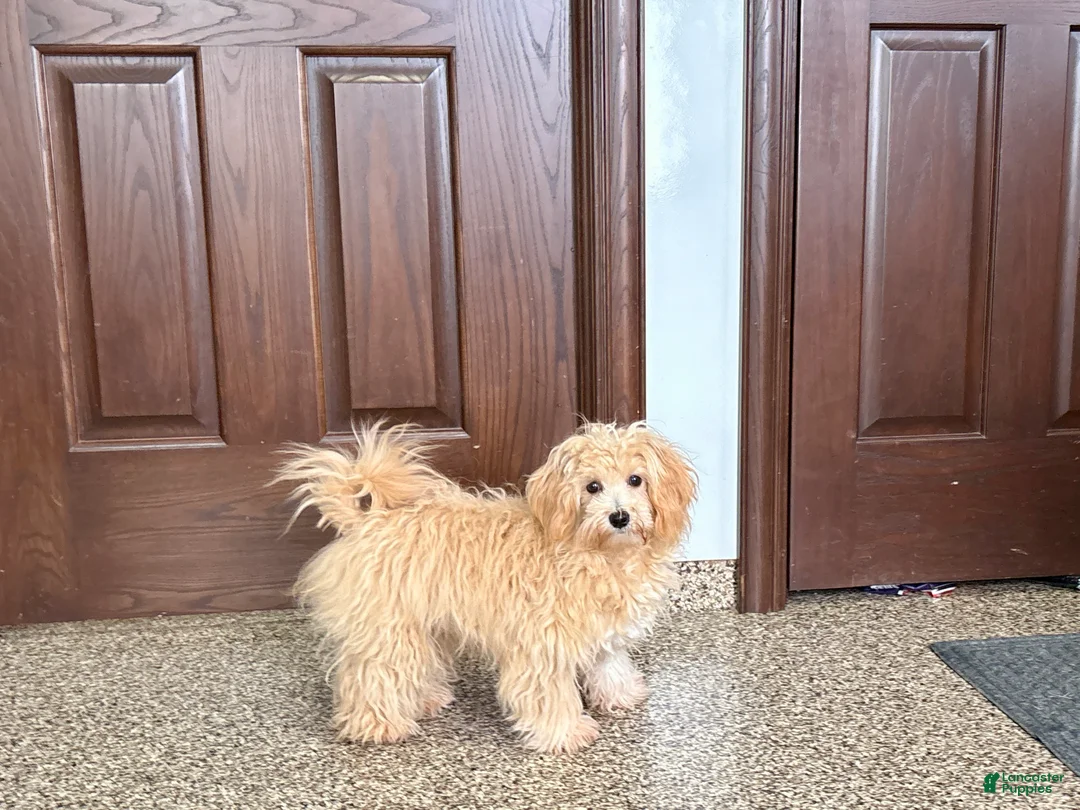 Maltipoo dogs for sale: Wyman - Ad 4