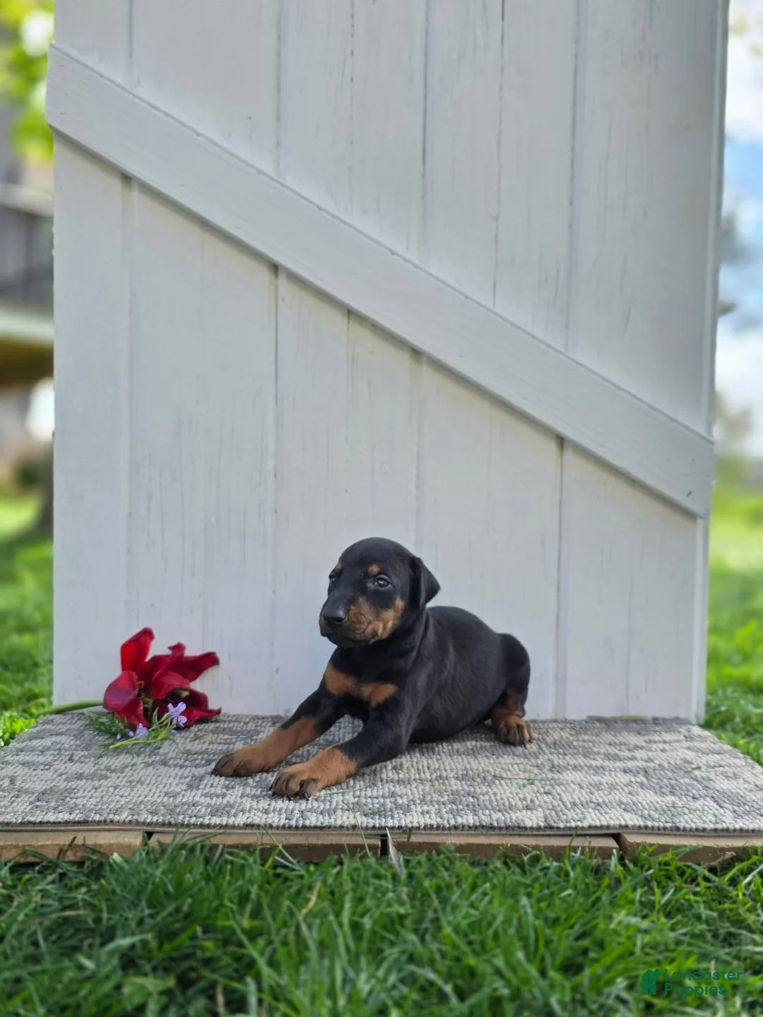 Doberman Pinscher dogs for sale: Joseph - Ad 1