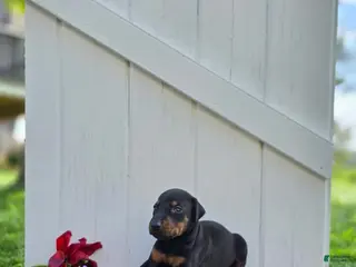 Doberman Pinscher dogs for sale: Joseph - Ad 3