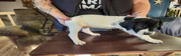 German Shorthaired Pointer dogs for sale: German Shorthaired Pointer 2 - Ad 4