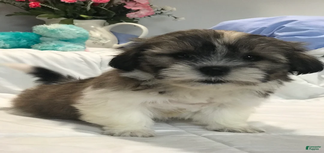 Gallery Image {{count}}