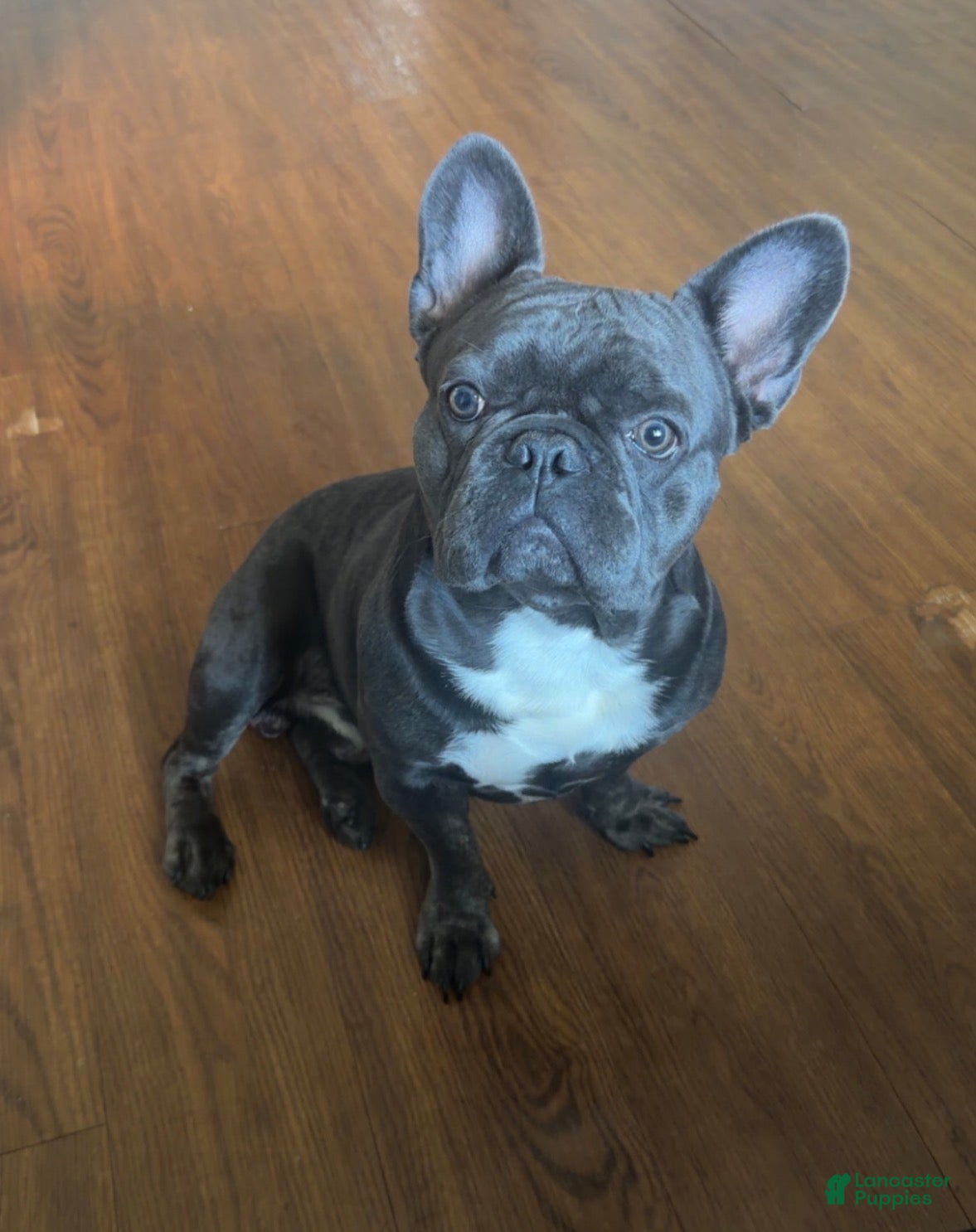 French Bulldog dogs French Bulldog 1 - Ad 38