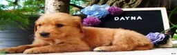 Golden Retriever dogs for sale: Dayna - Ad 3