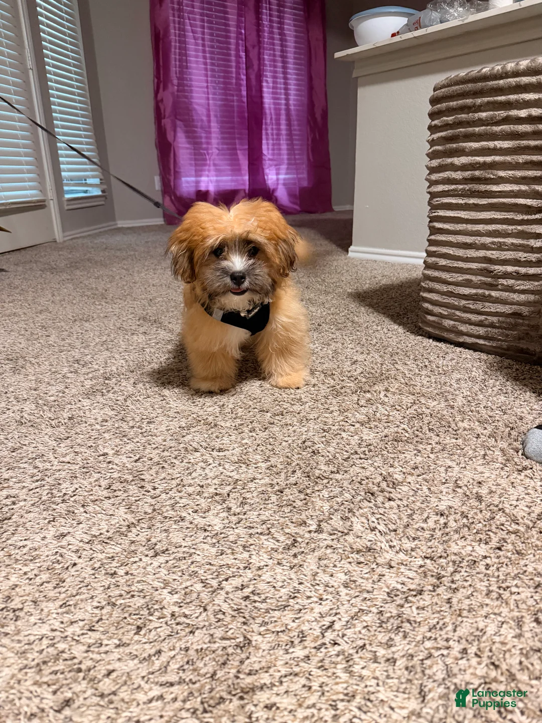 Mixed Breed dogs for sale: Milo - Ad 1