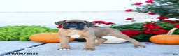 Boxer dogs for sale: Maverick - Ad 2