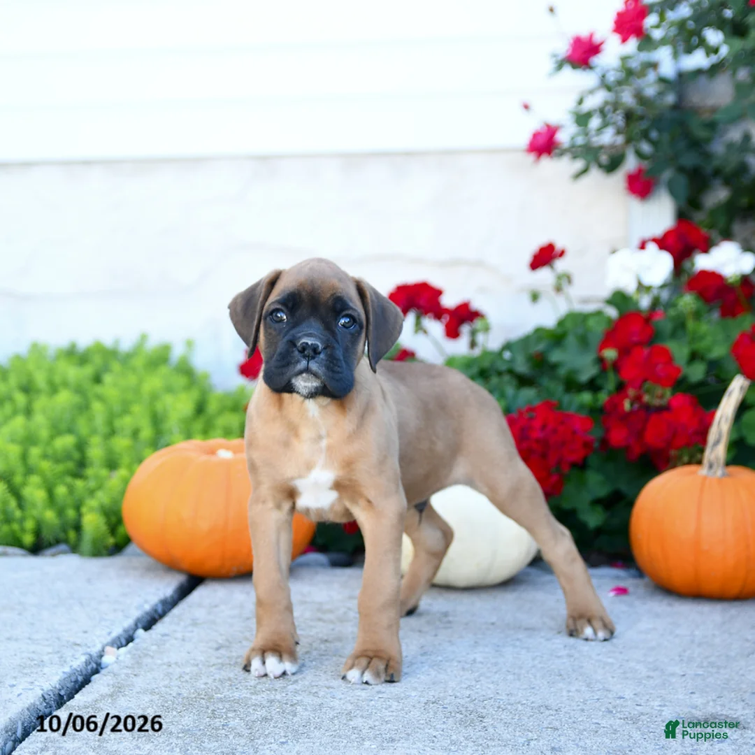 Boxer dogs for sale: Maverick - Ad 2
