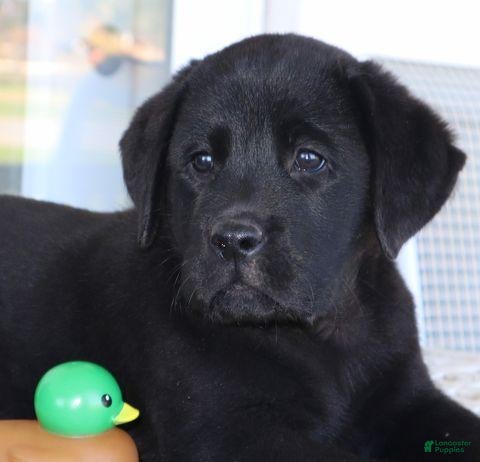 Labrador Retriever dogs for sale: Winston - Champ lines - Ad 2