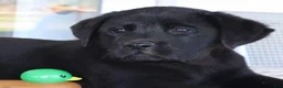 Labrador Retriever dogs for sale: Winston - Champ lines - Ad 2