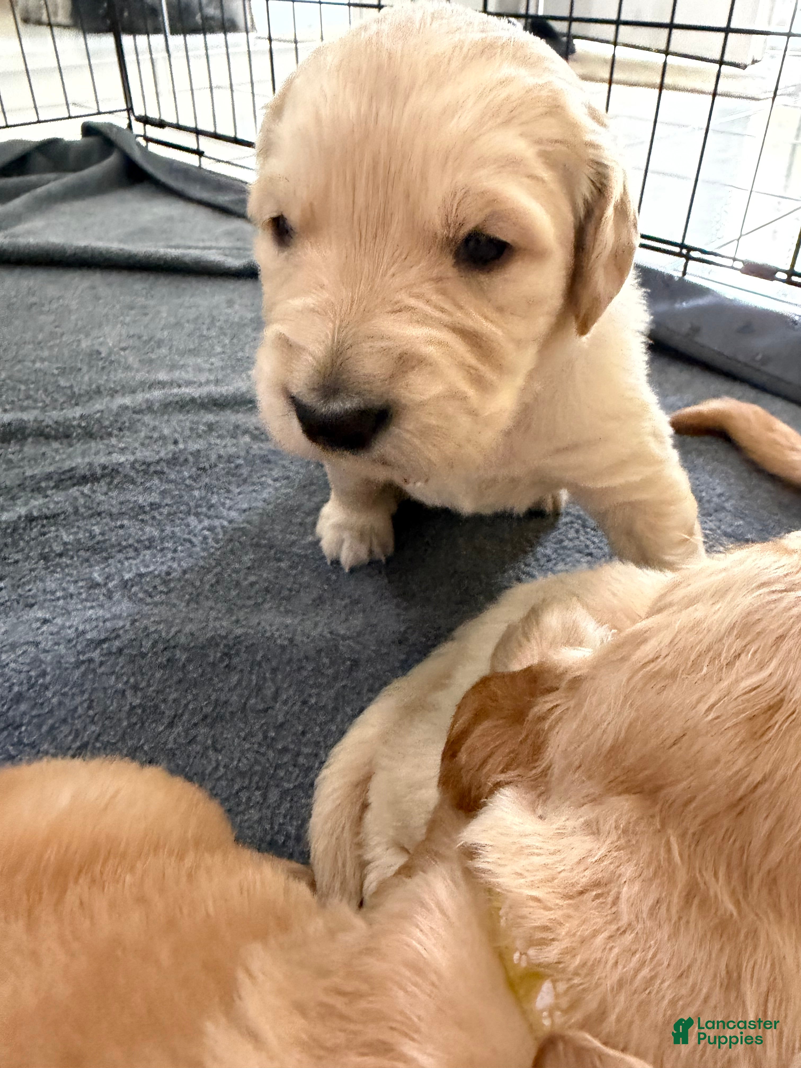 Golden Retriever dogs Florence  - Ad 1