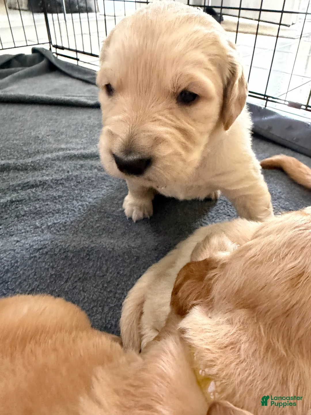 Golden Retriever dogs for sale: Florence  - Ad 1