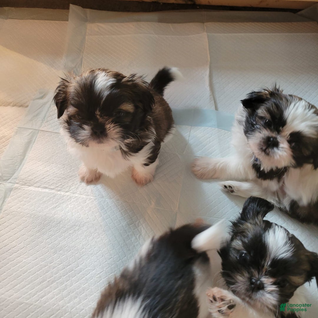 Gallery Image {{count}}