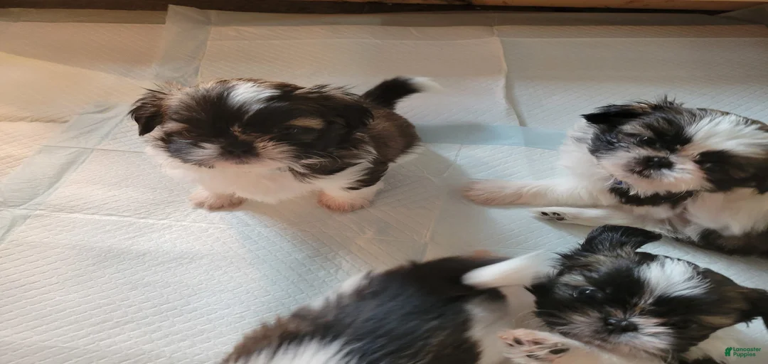 Gallery Image {{count}}