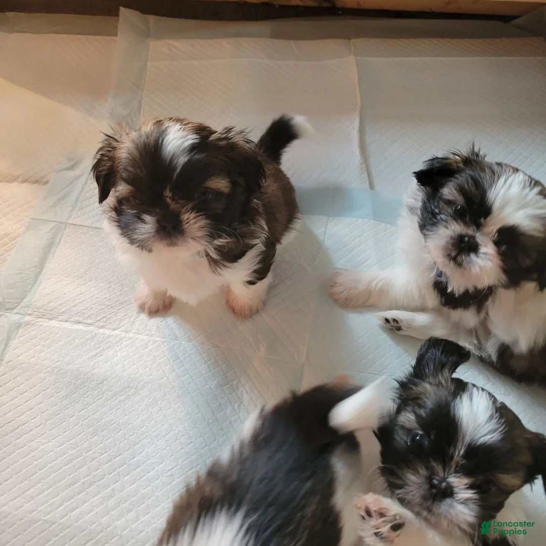 Gallery Image {{count}}