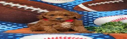 Cavapoo dogs for sale: Chauncey  - Ad 3