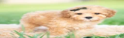 Toy Poodle dogs for sale: Alfie AKC - Ad 5