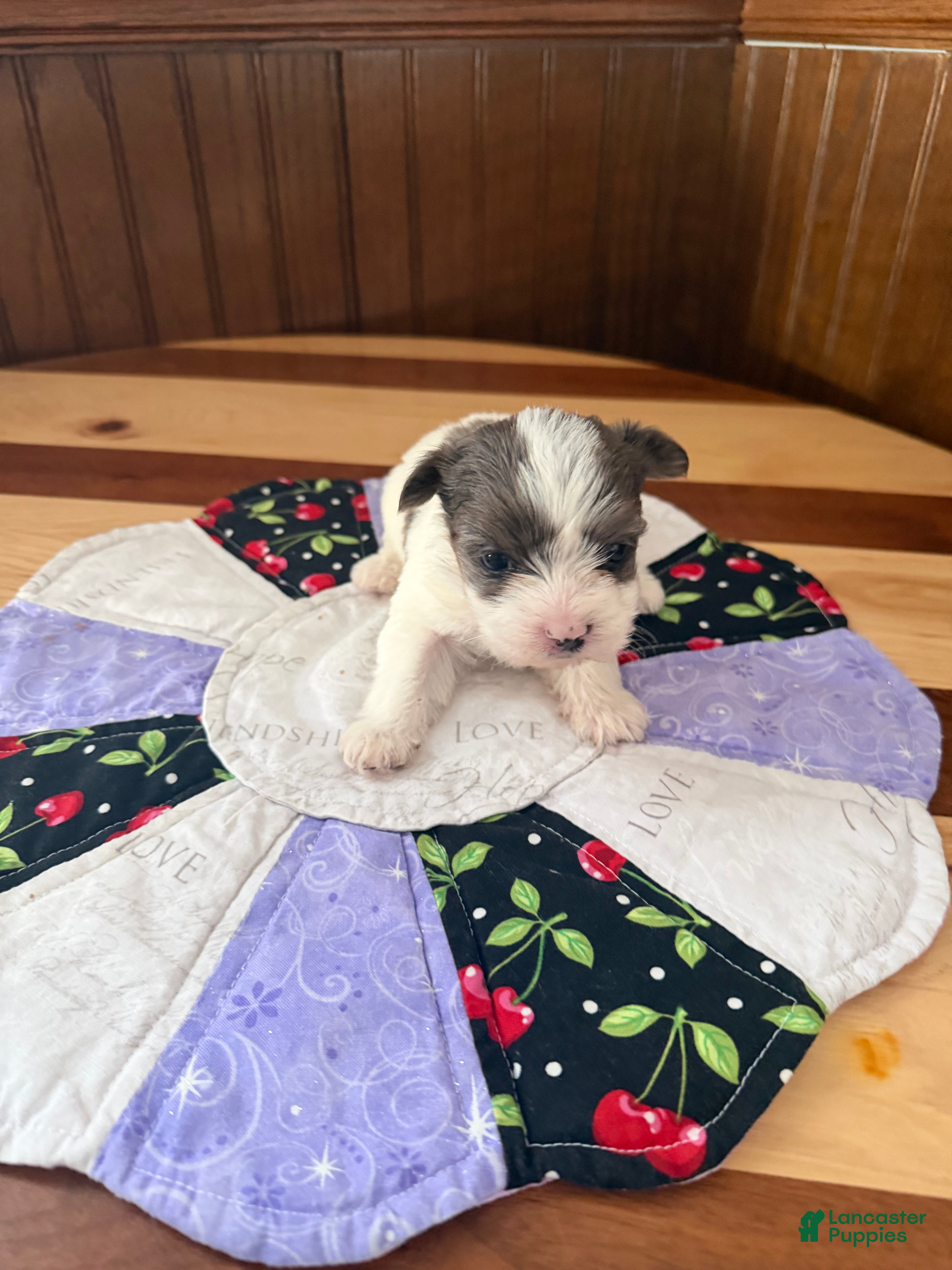 Yorkshire Terrier dogs Yorkshire Terrier Puppy 3 - Ad 1