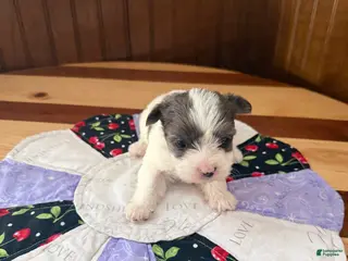 Yorkshire Terrier dogs for sale: Yorkshire Terrier Puppy 3 - Ad 3