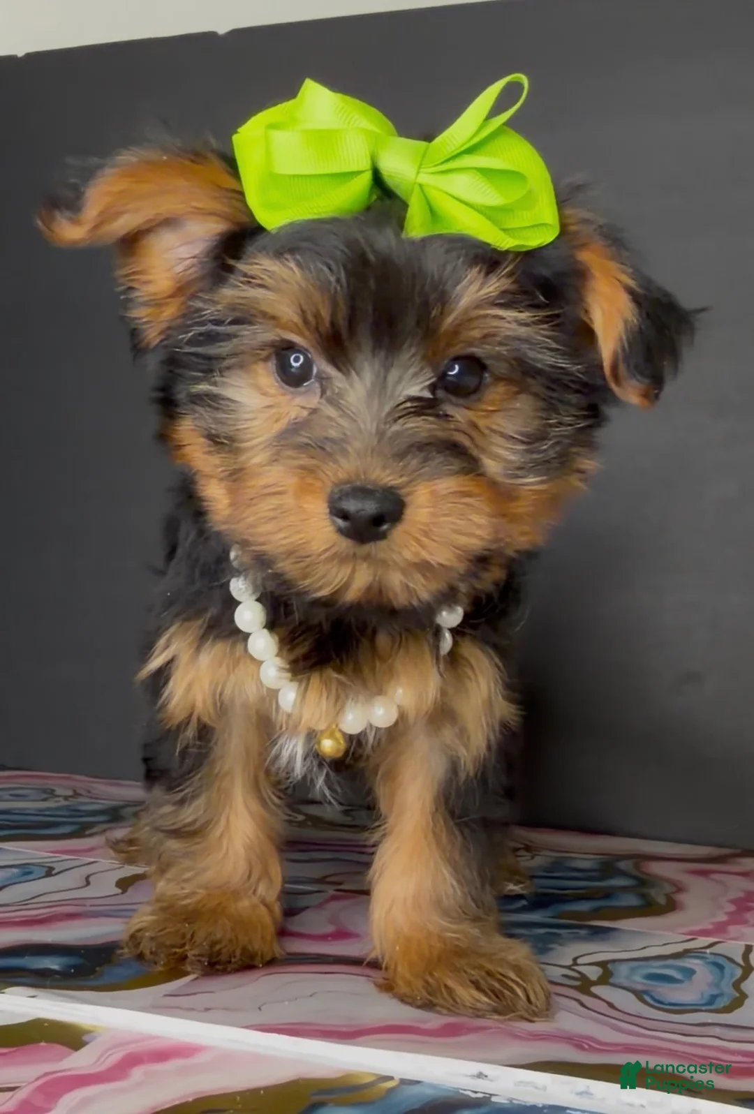 Yorkshire Terrier dogs for sale: Paris  - Ad 1