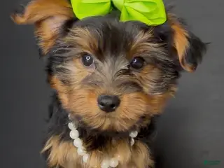 Yorkshire Terrier dogs Paris - Ad 28