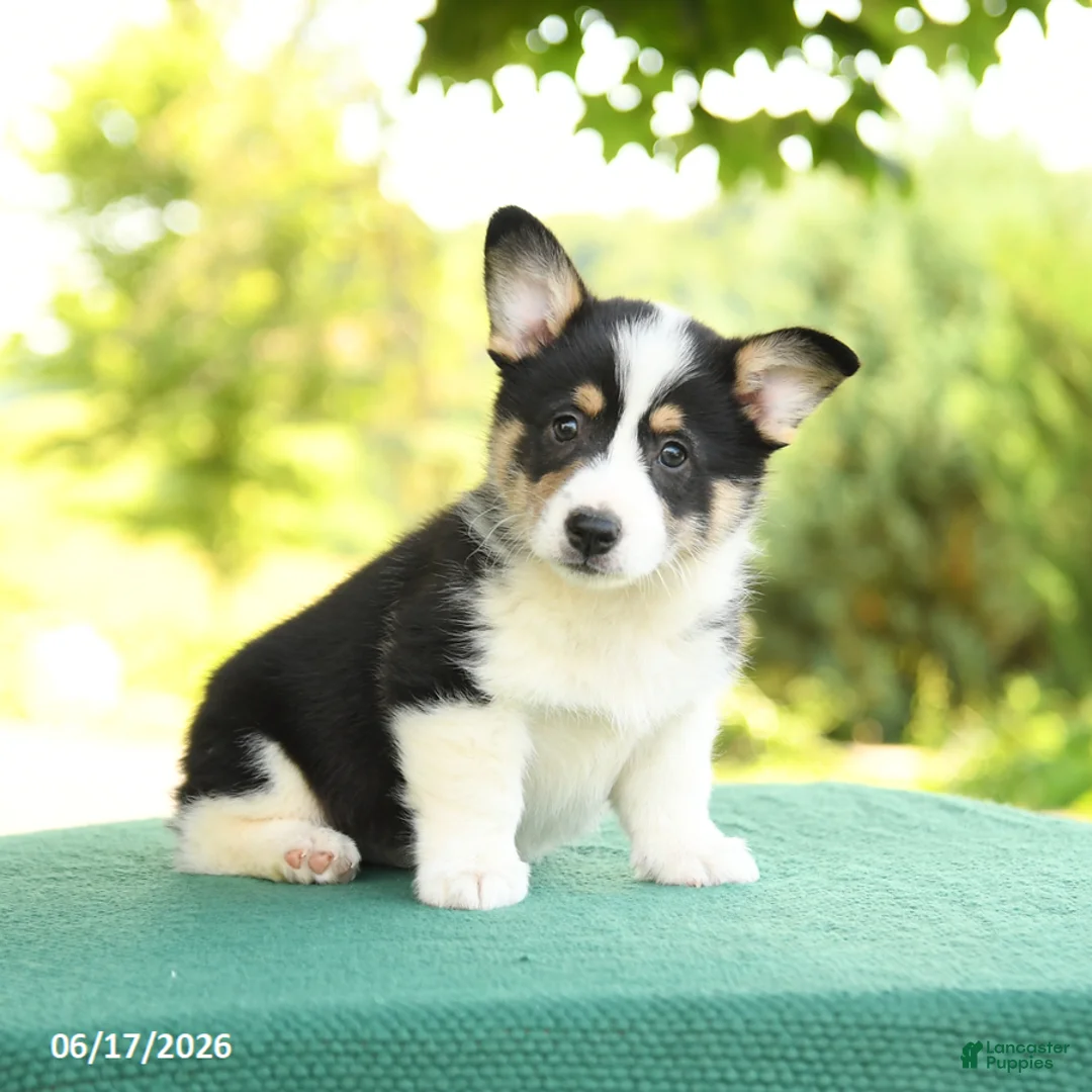 Welsh Corgi Pembroke dogs for sale: Jasper - Ad 5