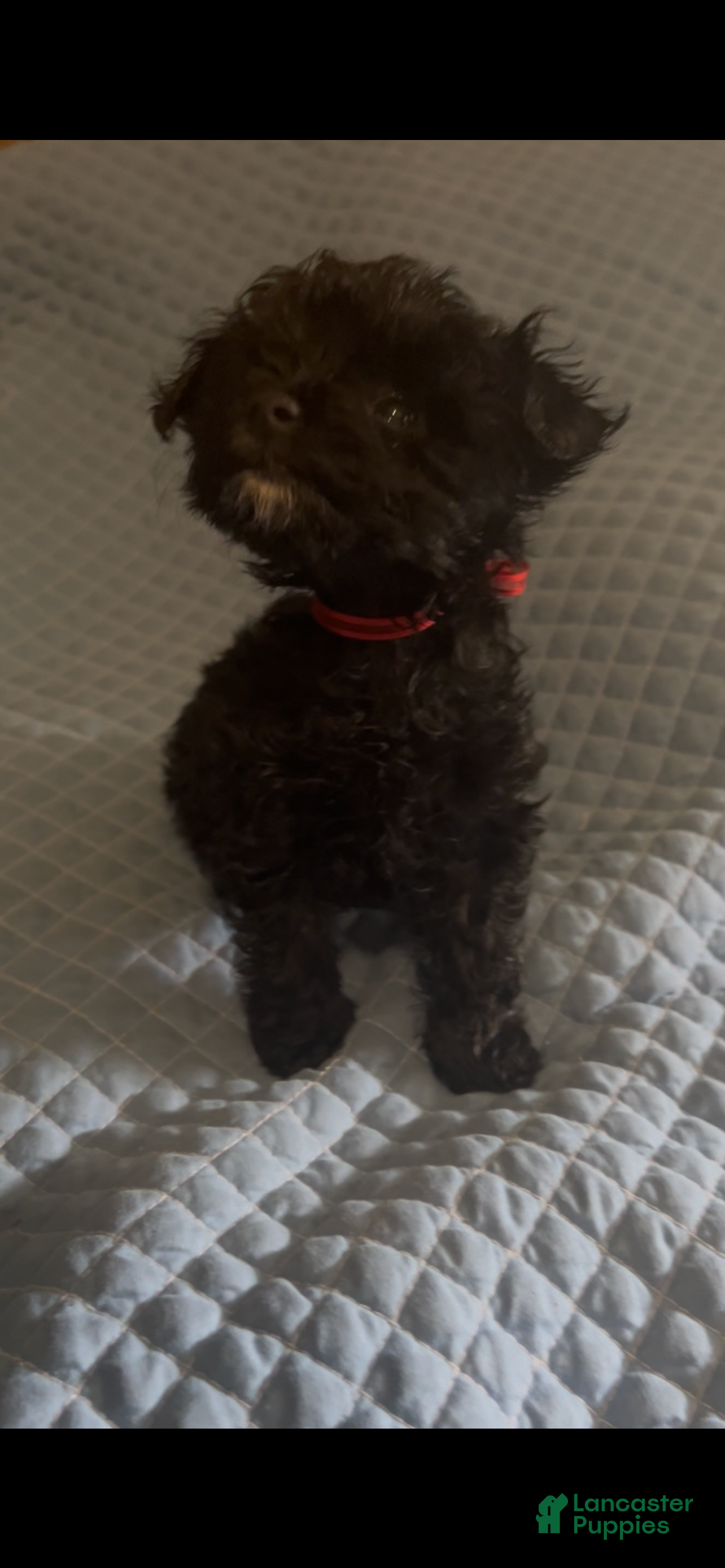 Yorkiepoo dogs Yorkiepoo 1 - Ad 2