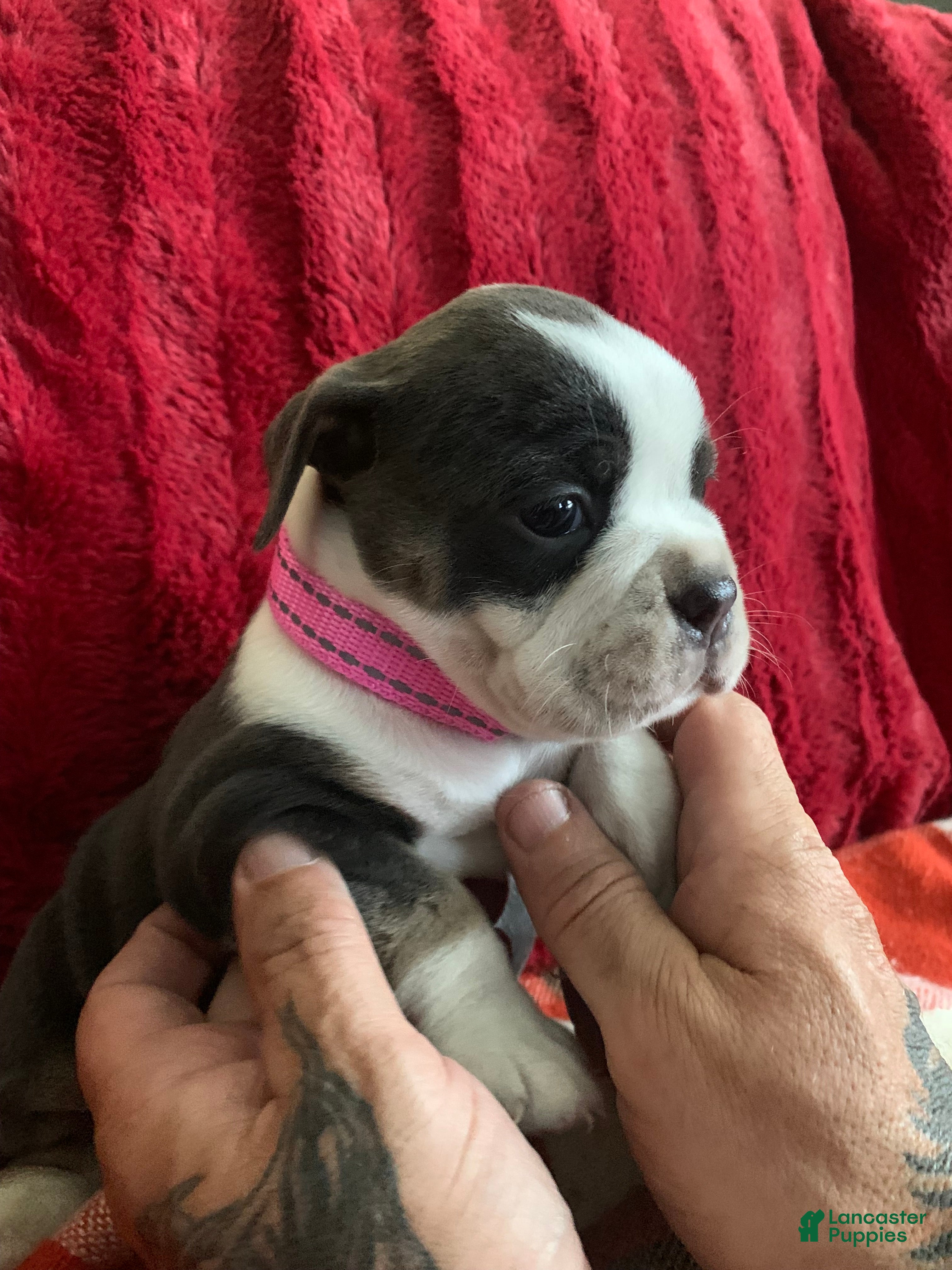 English Bulldog dogs English Bulldog 4 - Ad 9