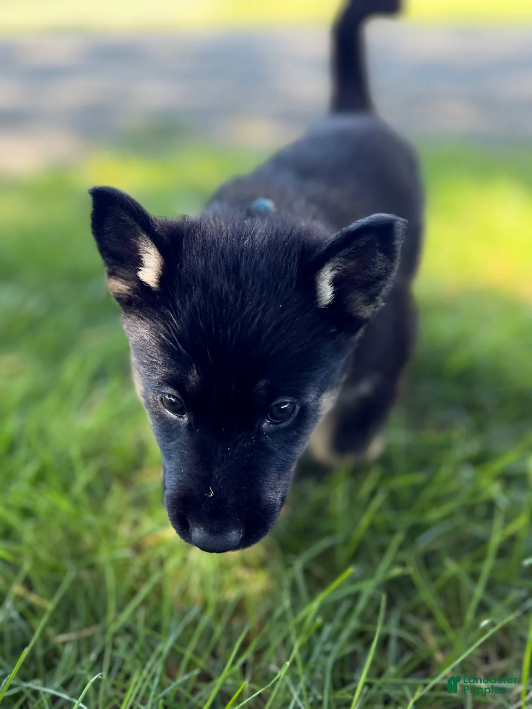 German Shepherd dogs for sale: Opie - Ad 2