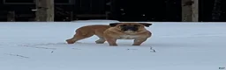 South African Boerboels dogs for sale: South African Boerboels 4 - Ad 3