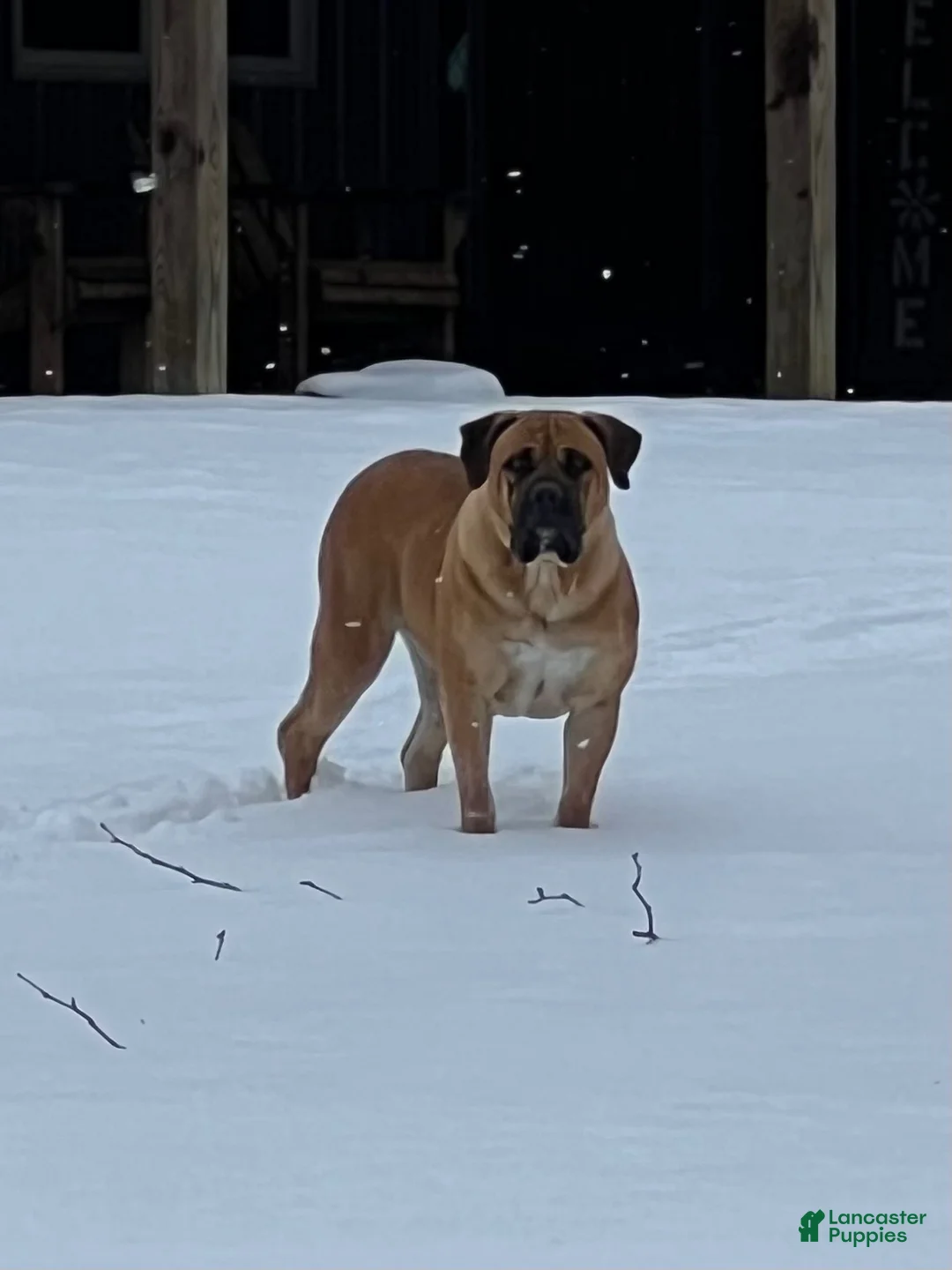 South African Boerboels dogs for sale: South African Boerboels 4 - Ad 3