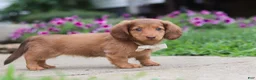 Miniature Dachshund dogs for sale: Grace - Ad 10