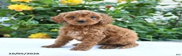 Mini Goldendoodle dogs for sale: Leon - Ad 6