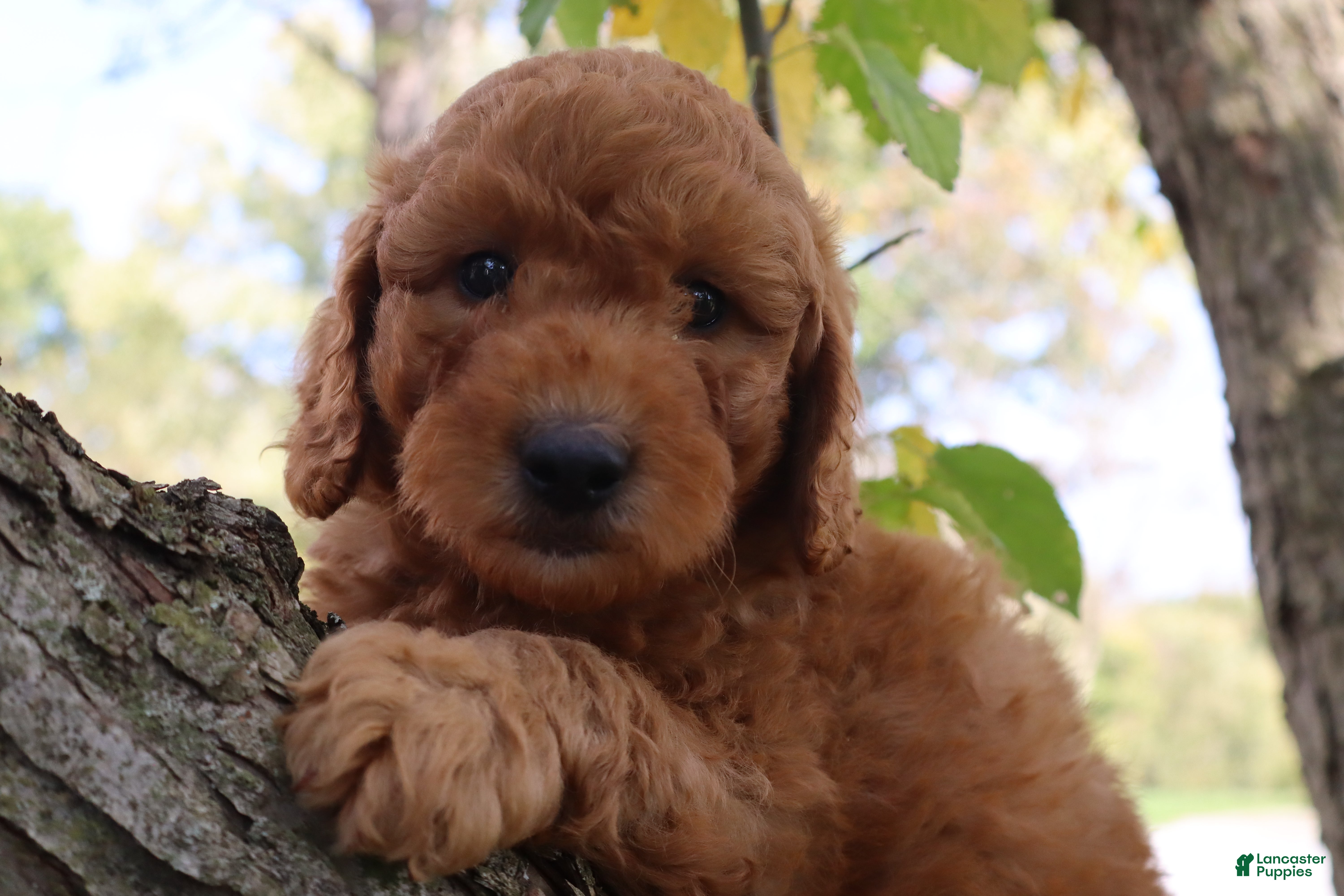 Mini Goldendoodle dogs Cookie - Ad 2