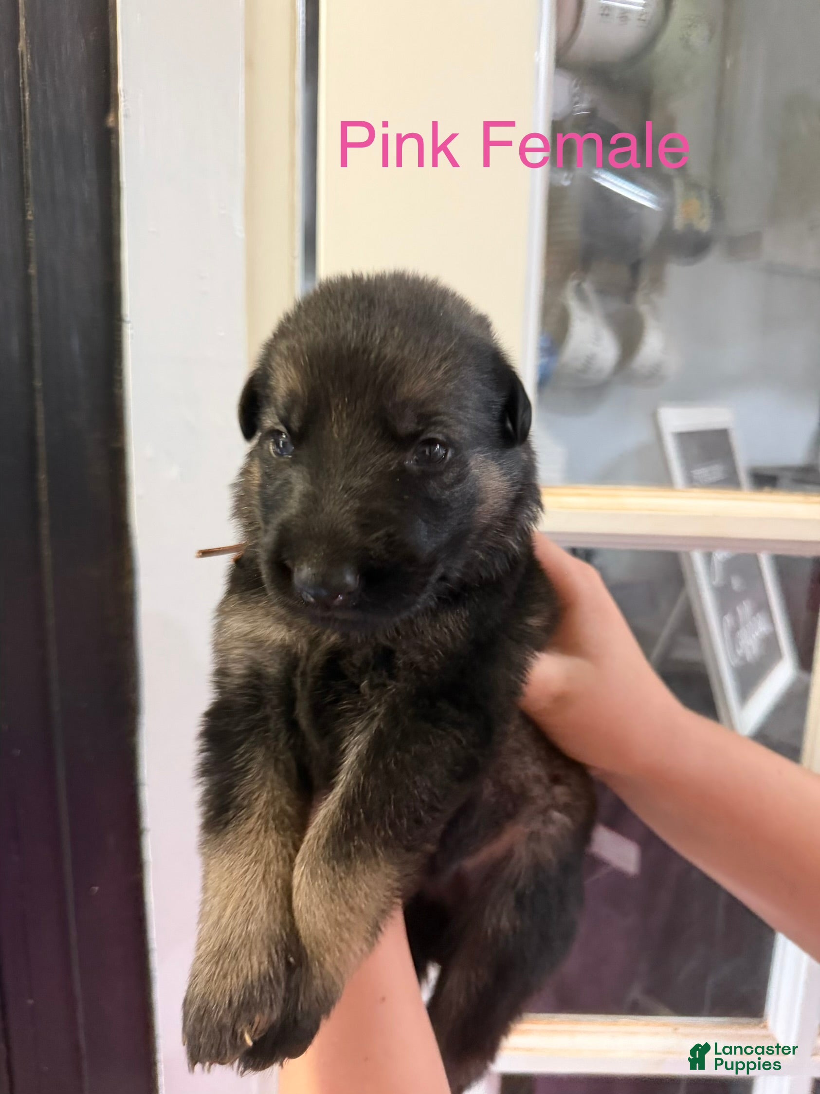 German Shepherd dogs German Shepherd pink collar - Ad 2