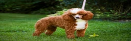 Miniature Poodle dogs for sale: Pedro - Ad 10