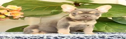 French Bulldog dogs for sale: Baker - Ad 4