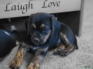 Puggle dogs Lizzy - Ad 27