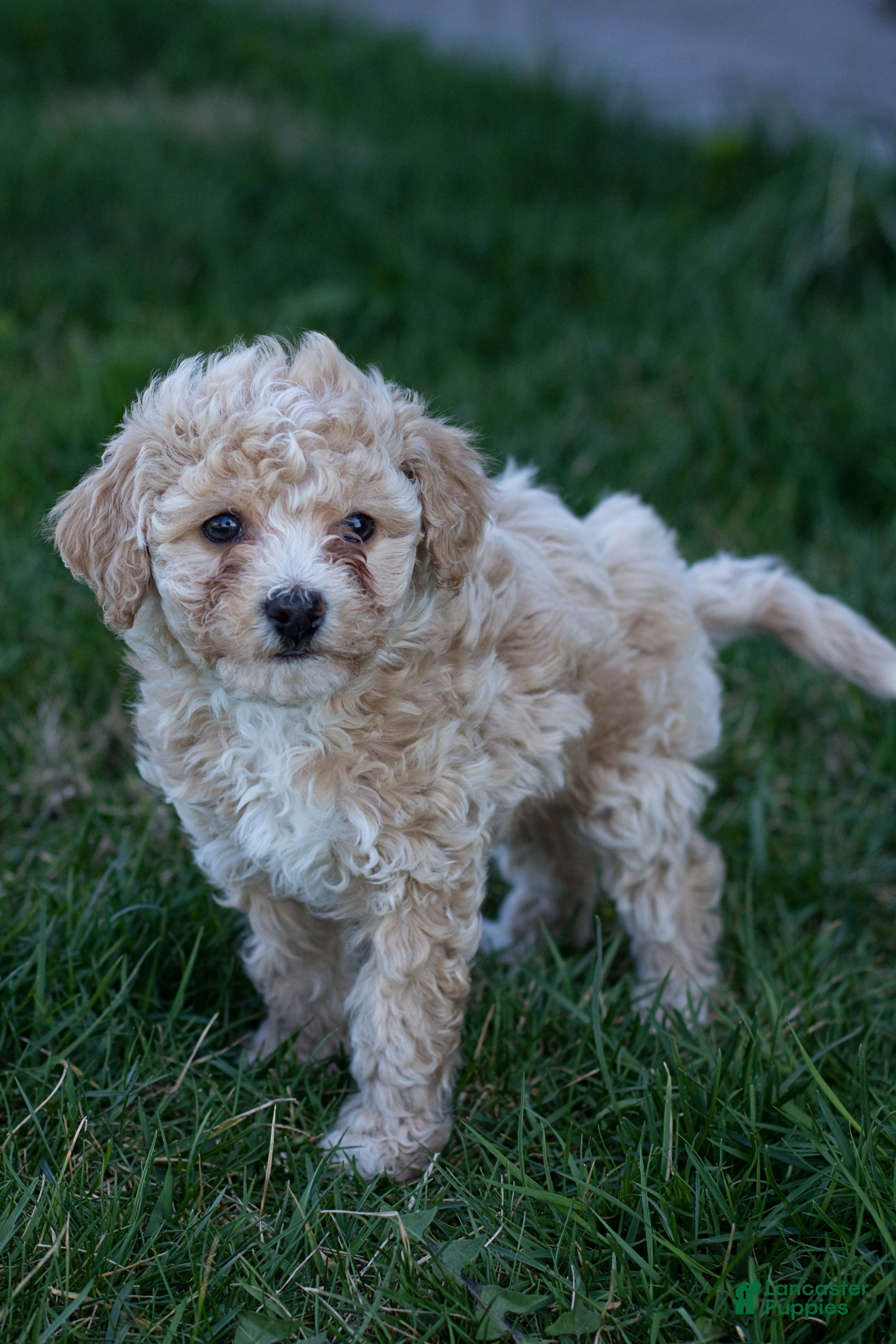 Bichpoo dogs Ruby - Ad 2