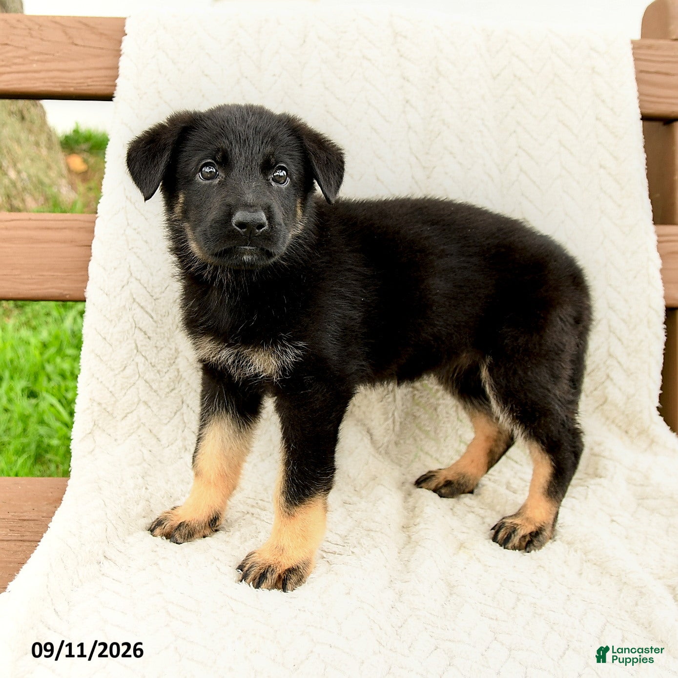 German Shepherd dogs Britta  - Ad 1