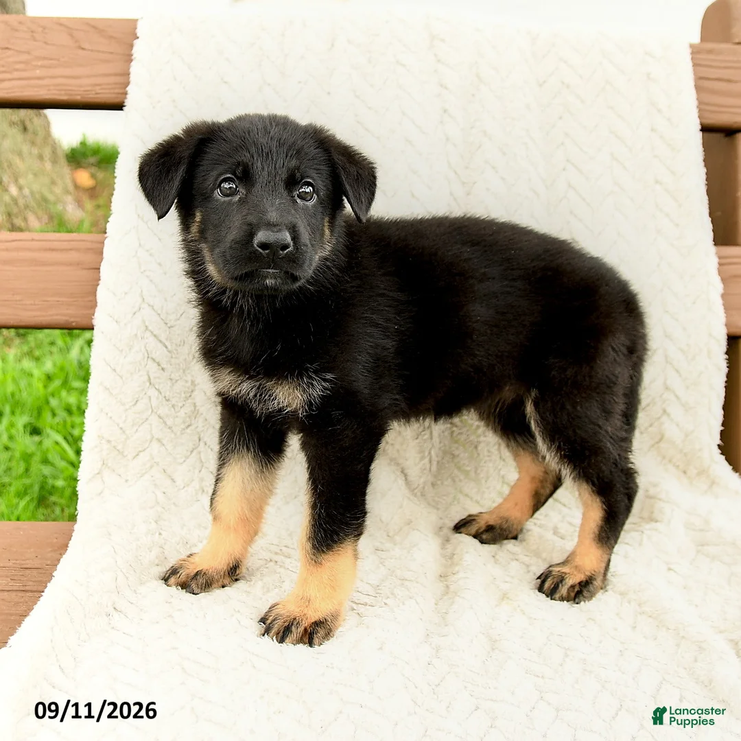 German Shepherd dogs for sale: Britta  - Ad 1
