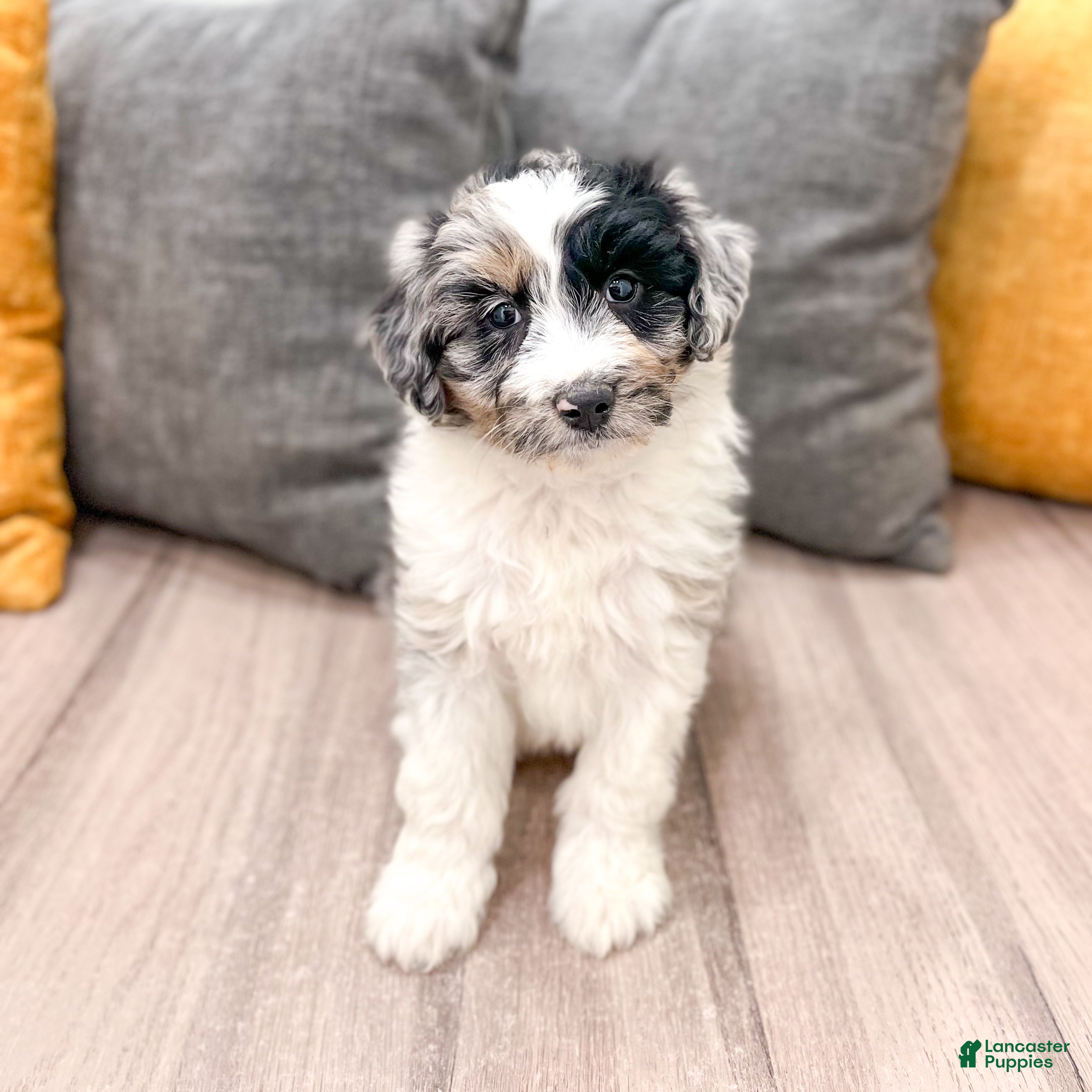 Aussiedoodle dogs Spice - Ad 1