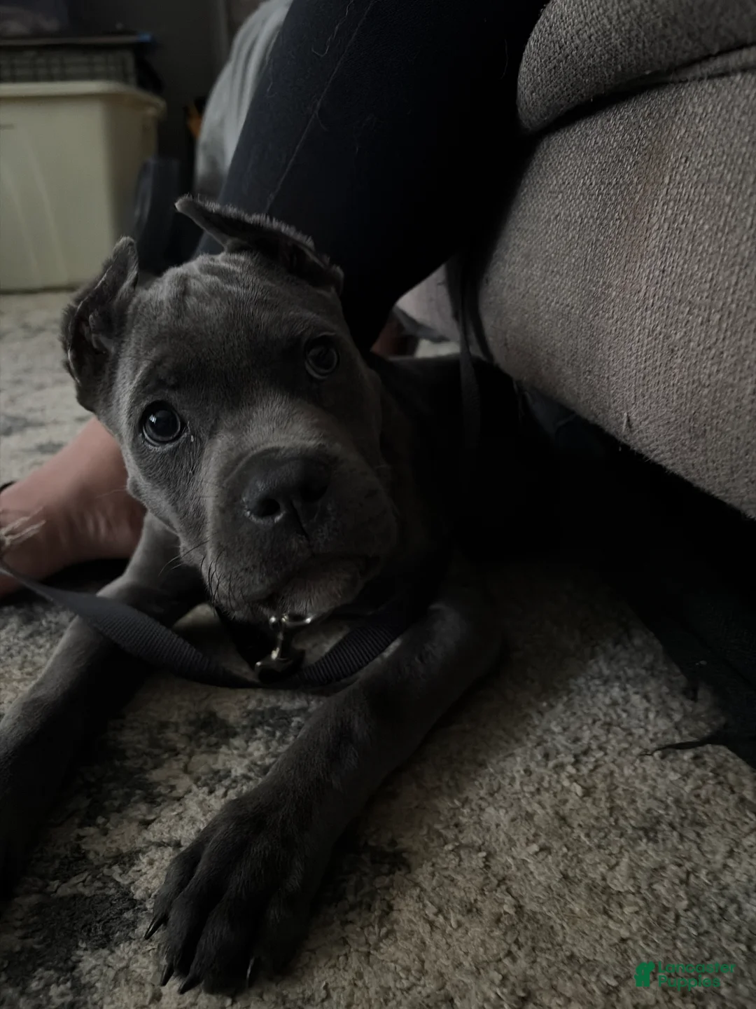 Cane Corso dogs for sale: Cane Corso Puppy 1 - Ad 2