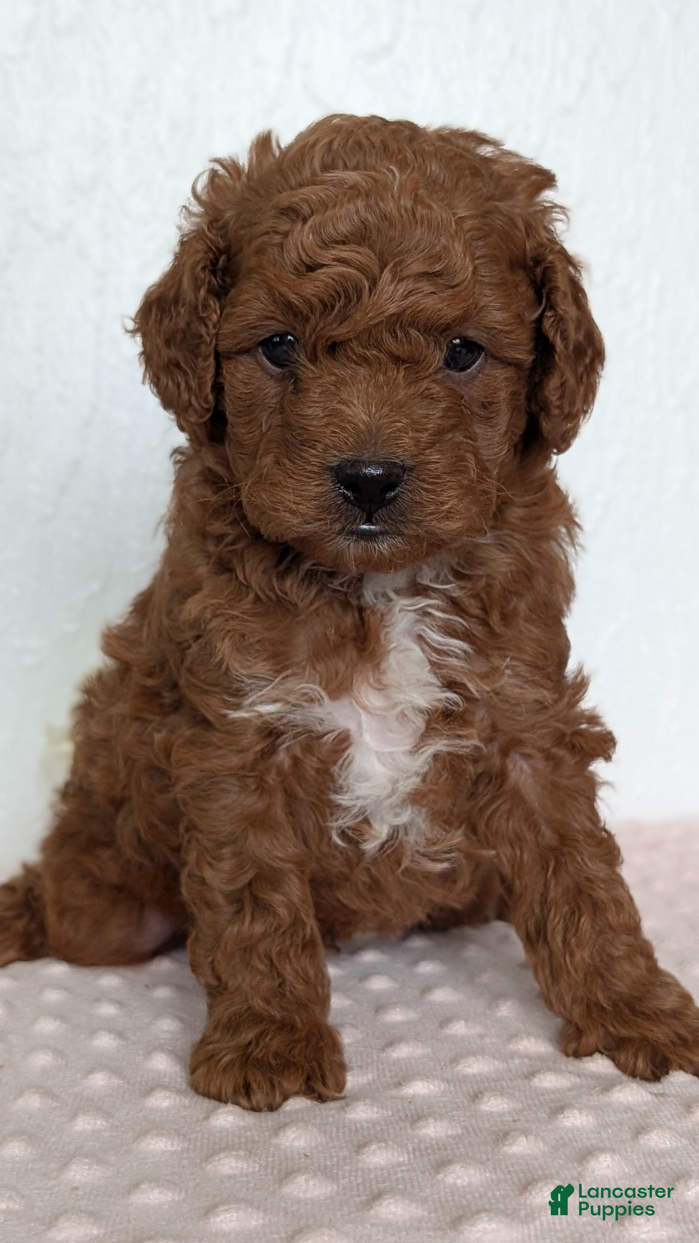 Cavapoo dogs Rocky - Ad 2