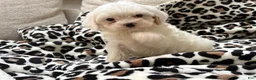 Maltipoo dogs for sale: Magnolia  - Ad 7