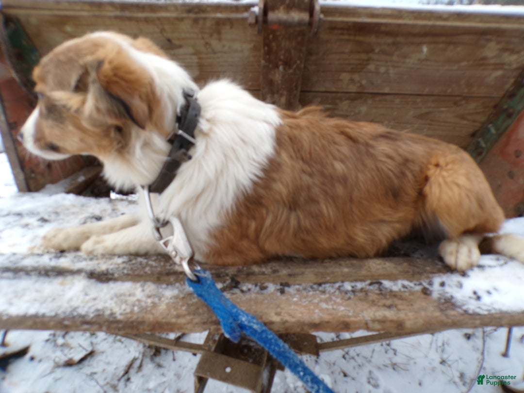 Mixed Breed dogs for sale: Mixed Breed Puppy 6 Blue Moon - Ad 3