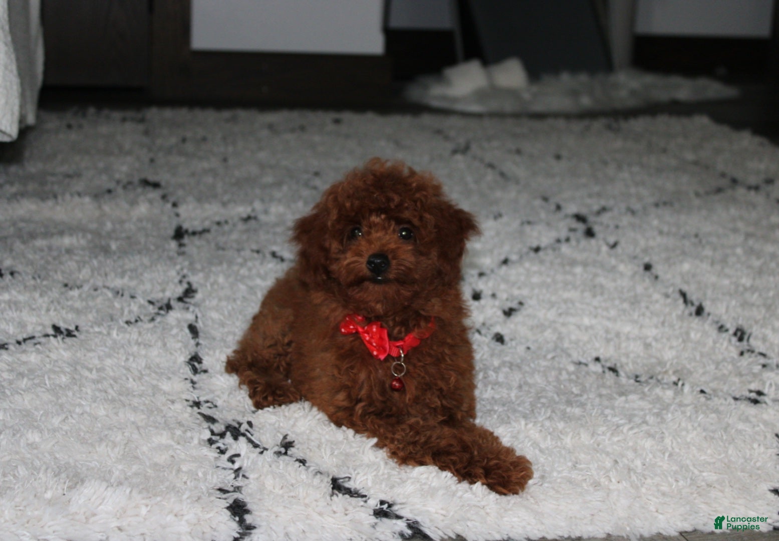 Toy Poodle dogs Toy PoodleKoda 1 - Ad 2