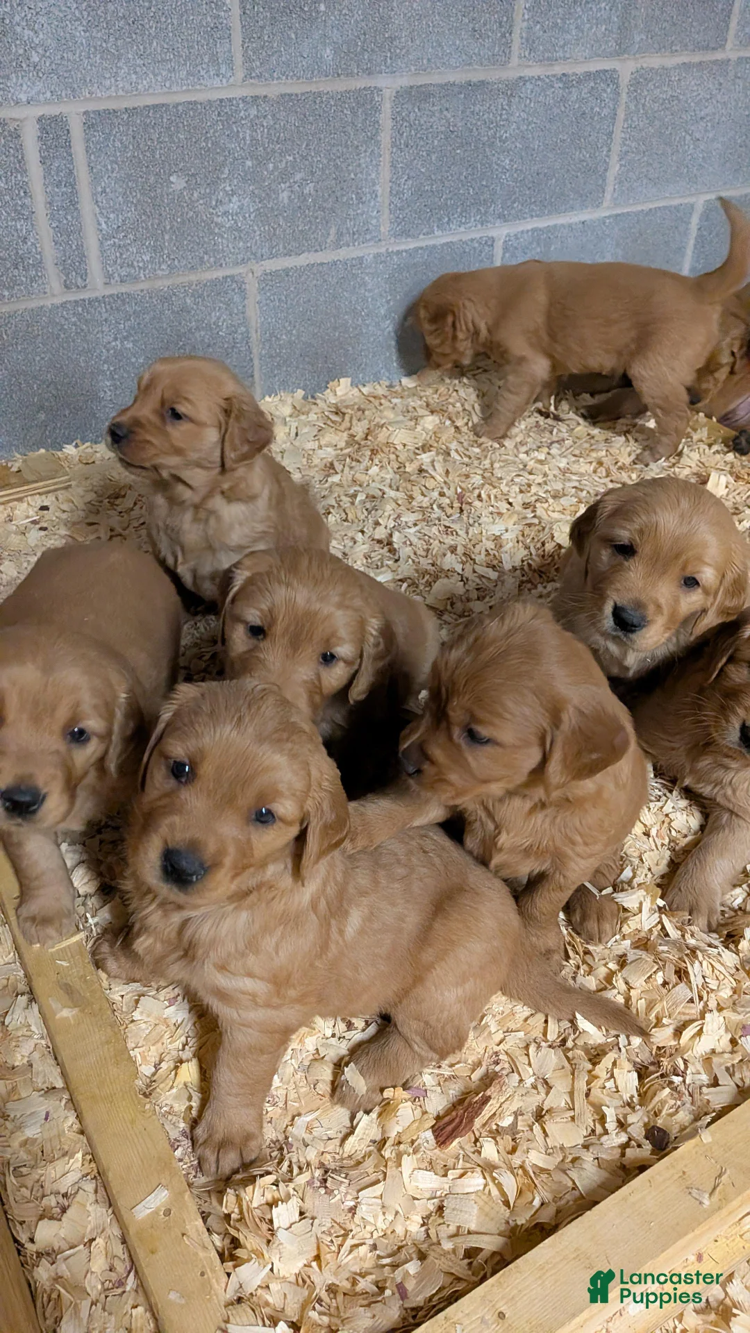 Golden Retriever dogs for sale: Muffin - Ad 5