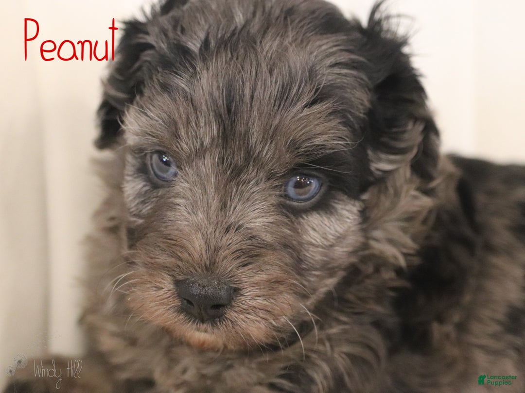 Mini Aussiedoodle dogs for sale: Peanut - Ad 2