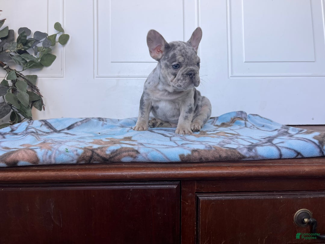 French Bulldog dogs for sale: Sammy❤️AKC ❤️Ready to go home 🐾Call 717-471-7087 - Ad 2